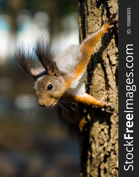 Squirrel posing on a tree