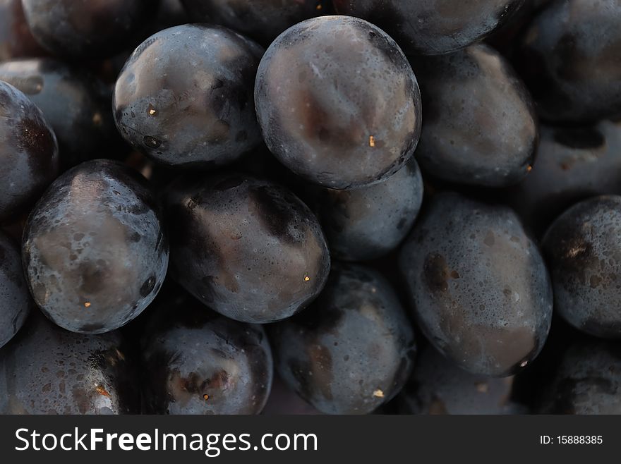 Close-up of ripe blue grapes.