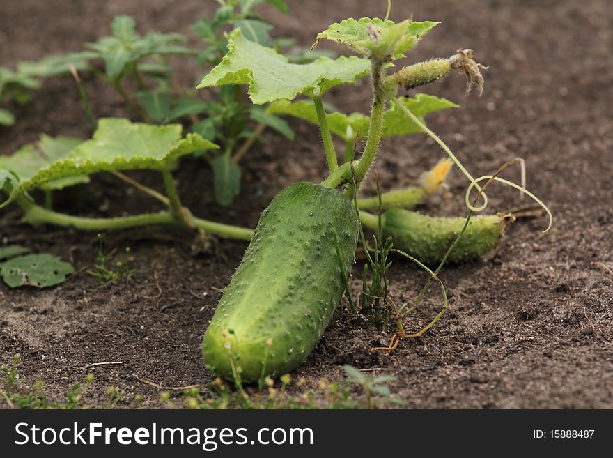 Gardening with cucumber leaves on the ground. Gardening with cucumber leaves on the ground