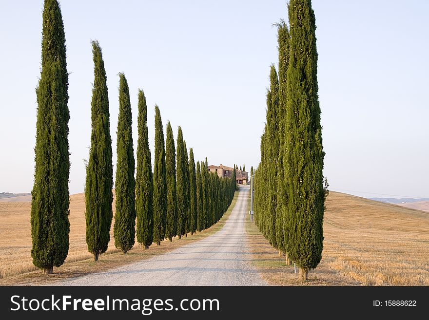 Trees row in the typical countryside tuscany estates