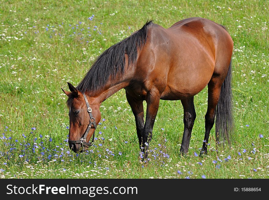 Purebred horse is beautiful animal. Here in Czech republic. Purebred horse is beautiful animal. Here in Czech republic.