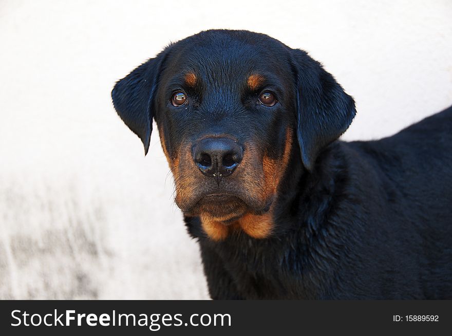 Close-up of a young mastiff rottweiler. Close-up of a young mastiff rottweiler