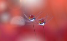 Beautiful Nature Background.Abstract Artistic Wallpaper.Macro Photography.Creative Amazing Floral Art.Dandelion,drop.Coral Color. Royalty Free Stock Photo