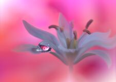 Beautiful Nature Background.Abstract Artistic Wallpaper.Macro Photography.Creative Amazing Floral Art Design.Water Drop.Pink Color Royalty Free Stock Photography