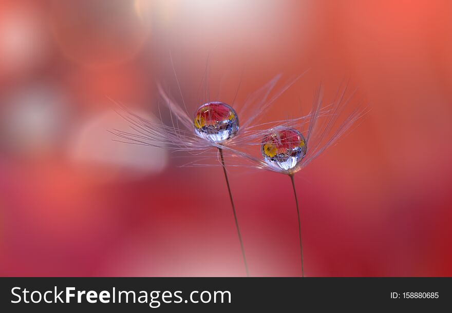Beautiful Nature Background.Abstract Artistic Wallpaper.Macro Photography.Creative Amazing Floral Art.Dandelion,drop.Coral Color.