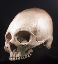 Human Skull Royalty Free Stock Photo Human Skull Royalty Free Stock Photo