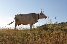 Cow In A Profile Stock Images