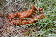 Closeup Of Dry Leaf In Grass Covered With Dew Royalty Free Stock Photography