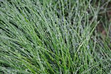Closeup Of Green Grass Blades Covered With Dew Stock Image Closeup Of Green Grass Blades Covered With Dew Stock Image