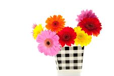 Colorful Mixed Gerber Daisies Royalty Free Stock Photography Colorful Mixed Gerber Daisies Royalty Free Stock Photography