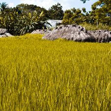 Rice Straw Stock Images Rice Straw Stock Images