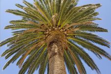 Tropical Palm Stock Images