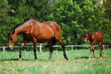 Mare And Foal Royalty Free Stock Photos
