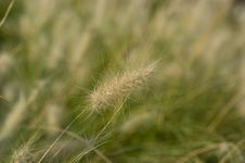 Meadow Grass Royalty Free Stock Images Meadow Grass Royalty Free Stock Images