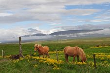 Icelandic Horse Royalty Free Stock Image