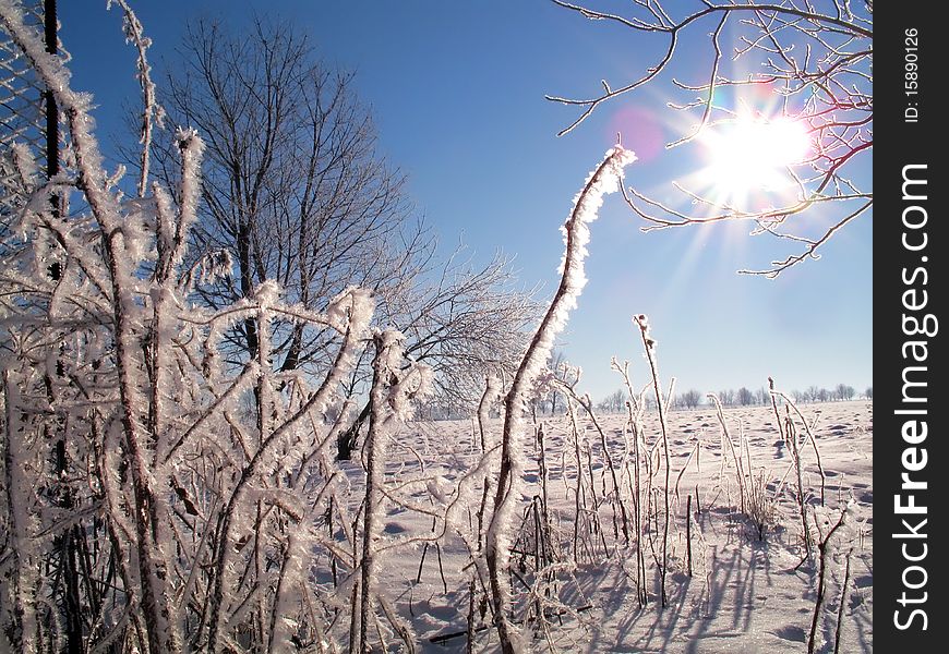 The sun shines through hoarfrost on branches. The sun shines through hoarfrost on branches