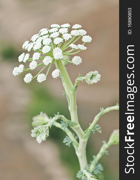 White flower of heracleum closeup