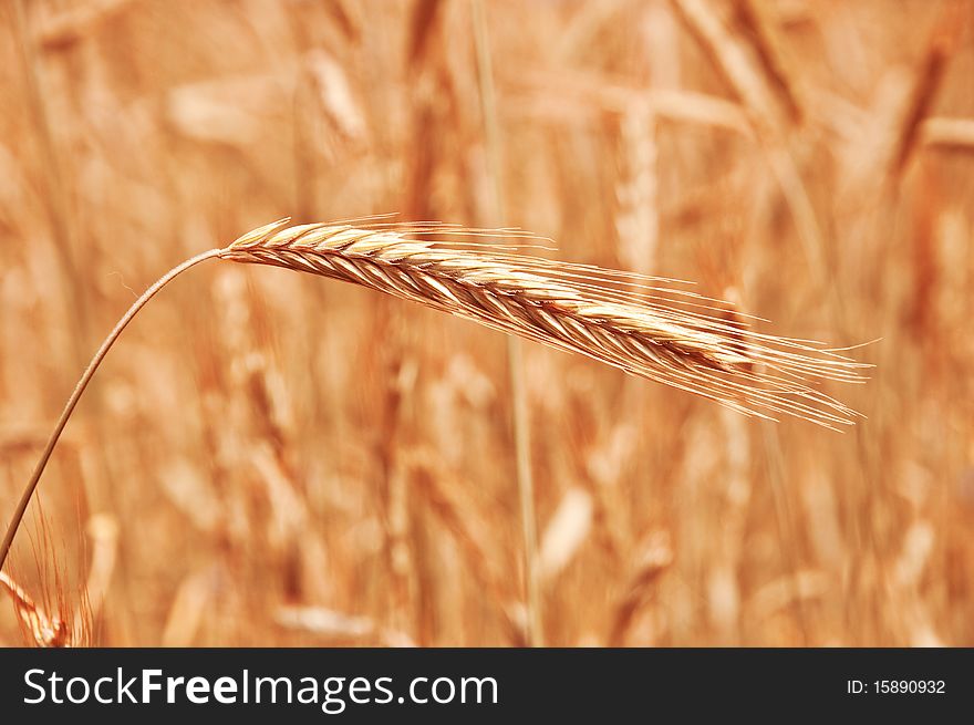 Dry wheat stem close up