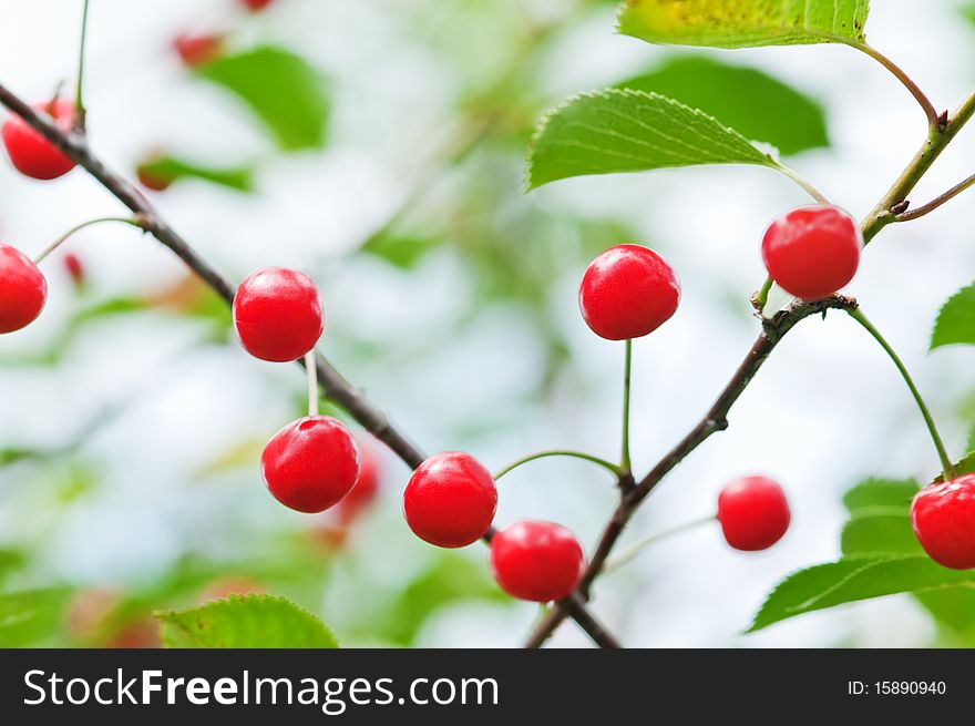 Red cherry on tree closeup