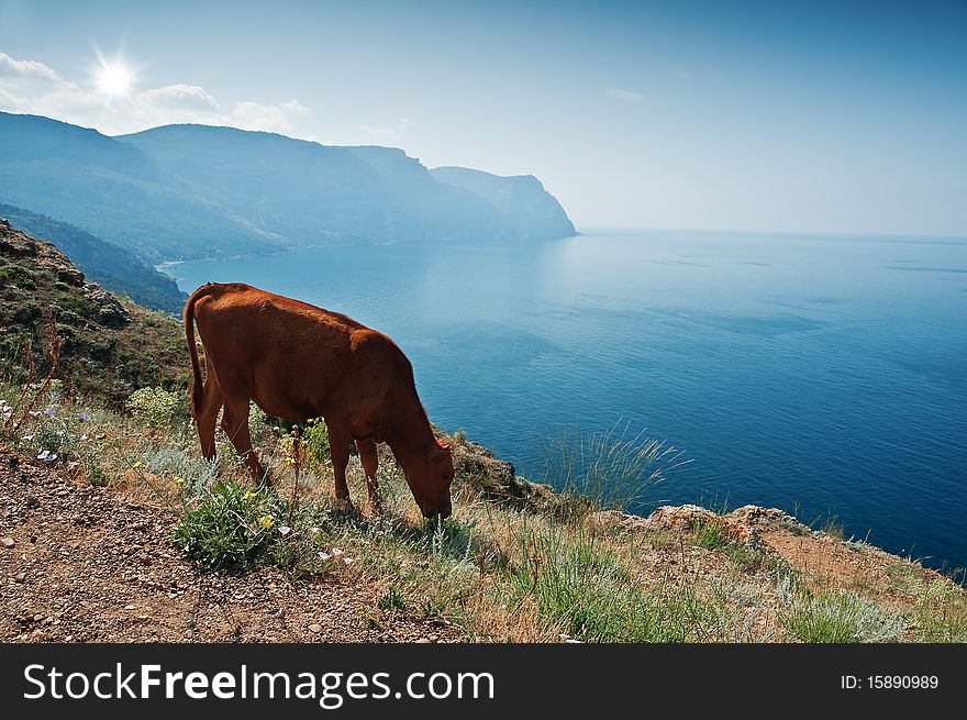 Calf on mountain above a sea