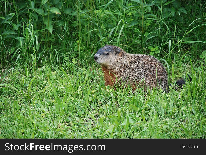 Marmot or ground squirell in one of the parks