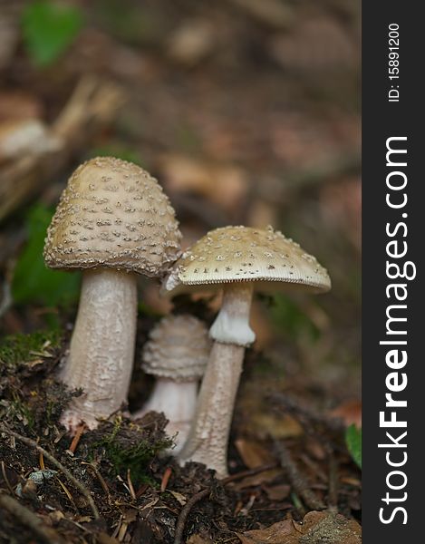 Mushrooms in forest close up. Mushrooms in forest close up