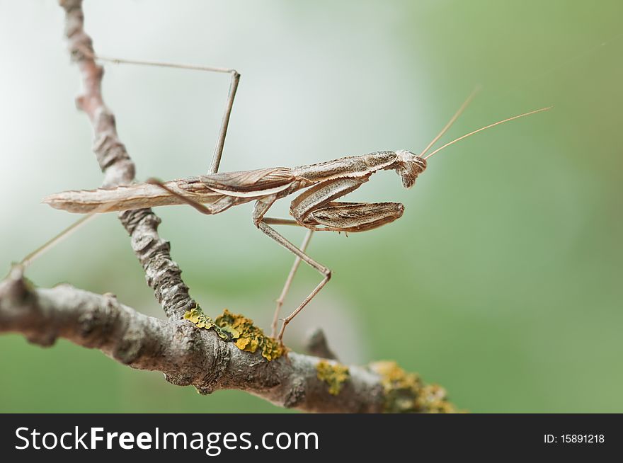 Small mantes on tree twig closeup