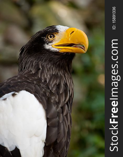 Closeup of eagle bird with orange beak. Closeup of eagle bird with orange beak