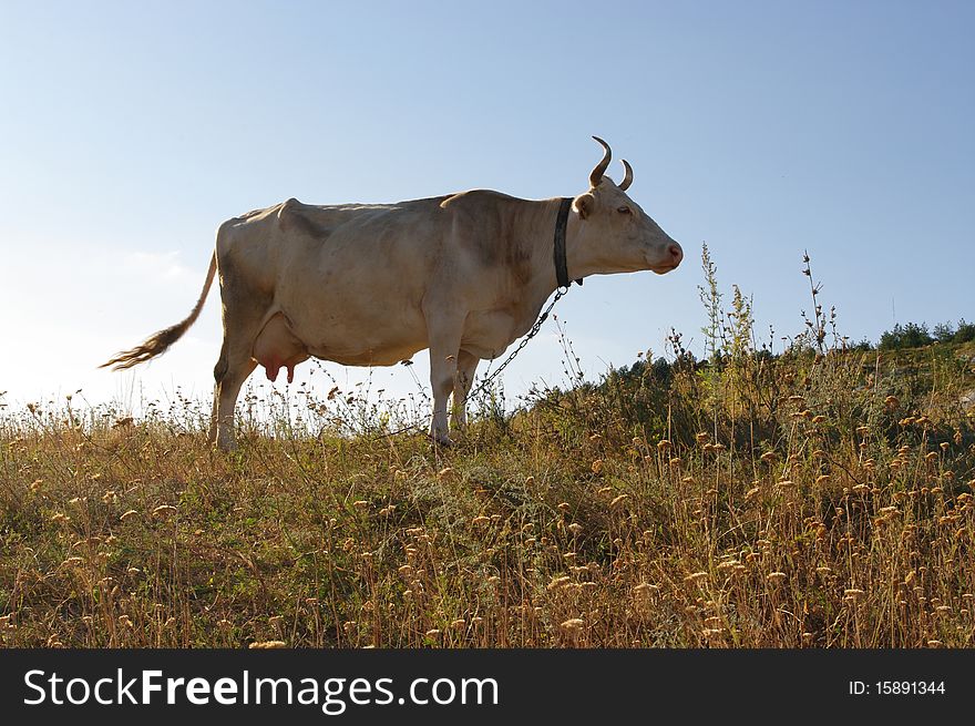 The cow grazed on a height. The cow grazed on a height