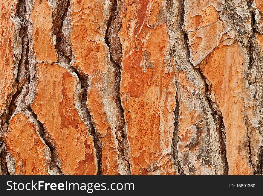 Textured orange pine close up