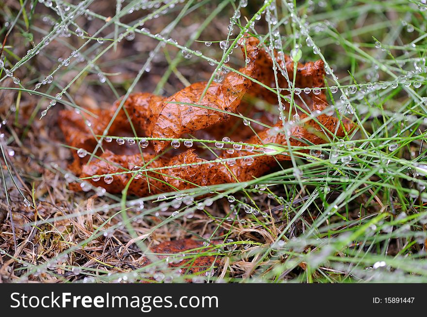 Closeup of dry leaf under green grass blades covered with morning dew. Closeup of dry leaf under green grass blades covered with morning dew