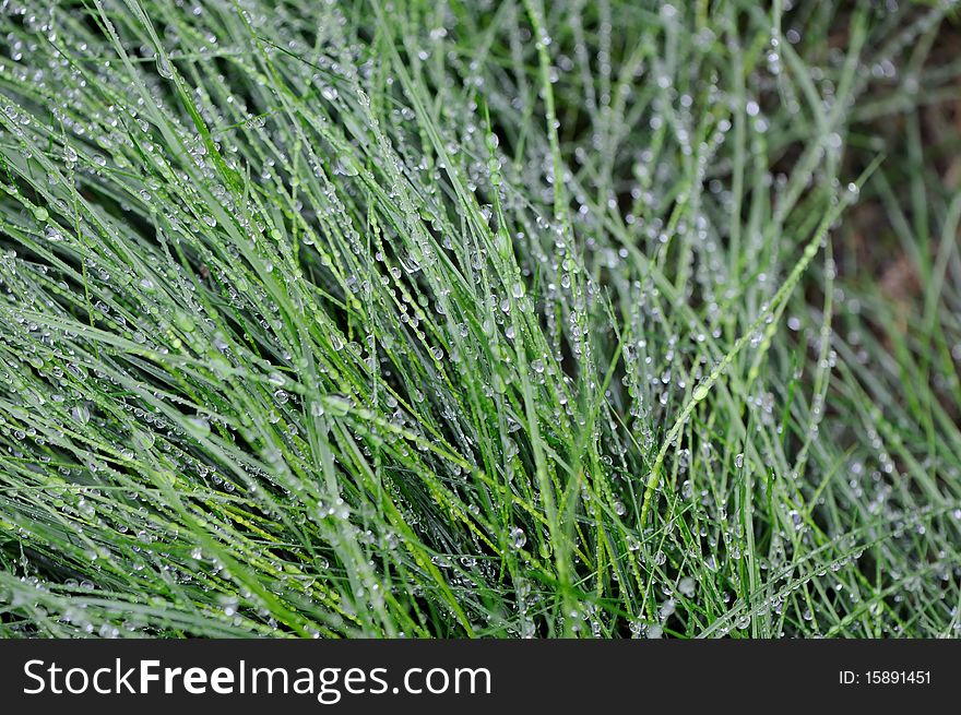 Closeup of green grass blades covered with morning dew
