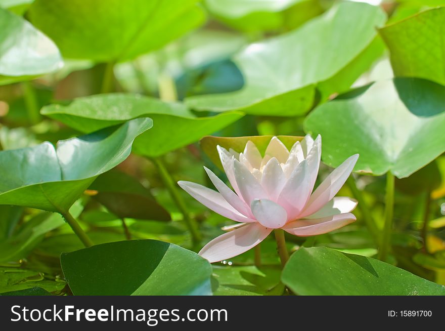 Pink water lily on pond