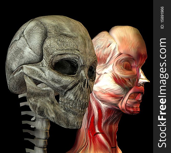 3d rendering a human a head as skulls and with muscles as illustration. 3d rendering a human a head as skulls and with muscles as illustration