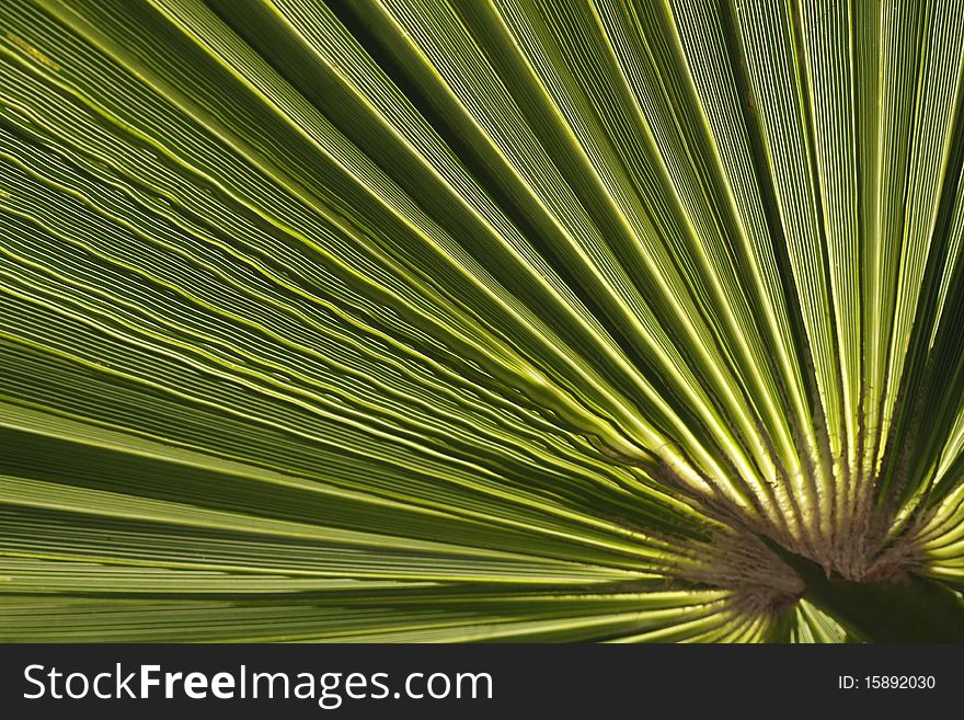 Closeup of a Desert Fan Palm, American Cotton Palm, Arizona Fan Palm. Washingtonia filifera