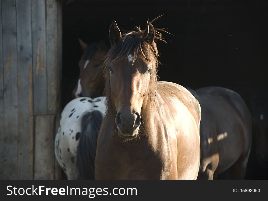 Frontal view of a brown horse in front of barn