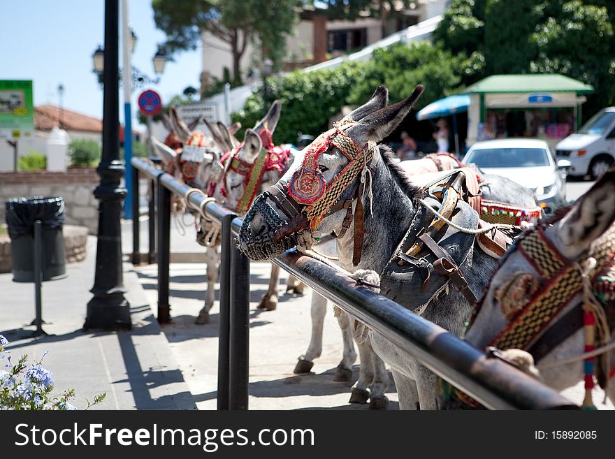 Donkey taxi is the main tourist attration in Mijas (Andalusia, Spain). Donkey taxi is the main tourist attration in Mijas (Andalusia, Spain)