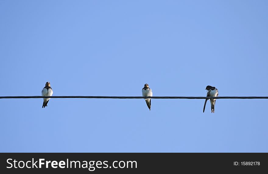 Three swallows on wire on blue background