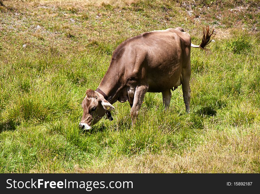 Cow pasture in the mountains. Cow pasture in the mountains