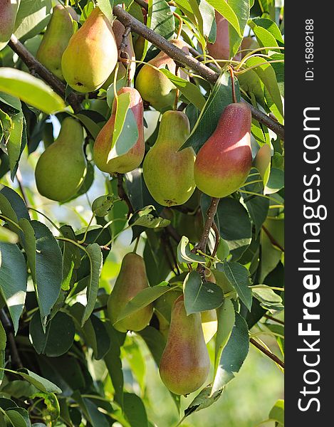 Branch of ripe red-side pears