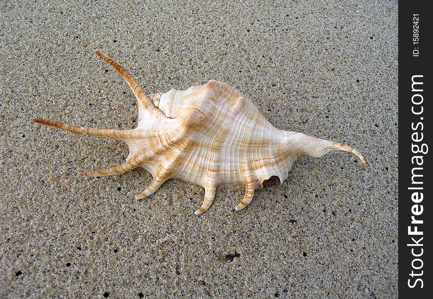 Large shell on the beach