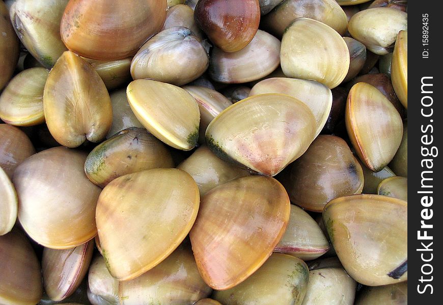 Multi colored clams ready to be steamed. Multi colored clams ready to be steamed