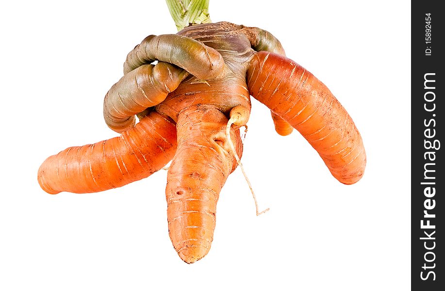 Unique carrots - mutant on white background. Unique carrots - mutant on white background