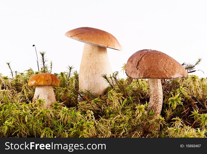 Three mushrooms growing in a moss. Three mushrooms growing in a moss