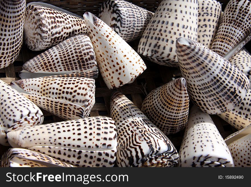Triangular brown and white sea shells in a group. Triangular brown and white sea shells in a group.