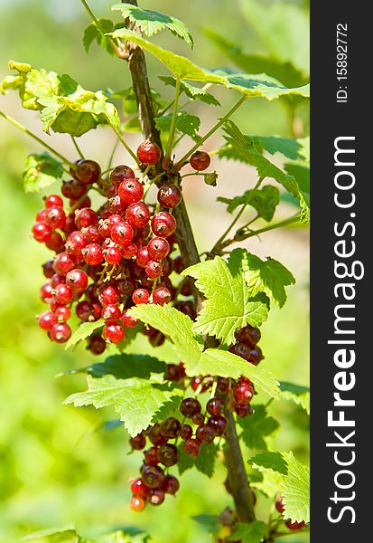 Photo. Clusters of the fresh red currant