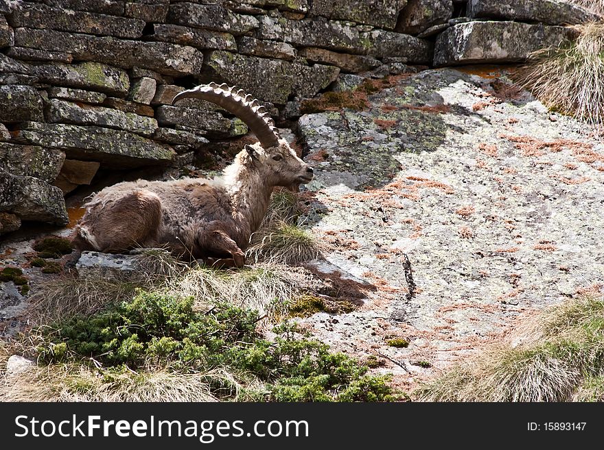 Gran Paradiso Park, Italy. Capra Ibex in May. Gran Paradiso Park, Italy. Capra Ibex in May.