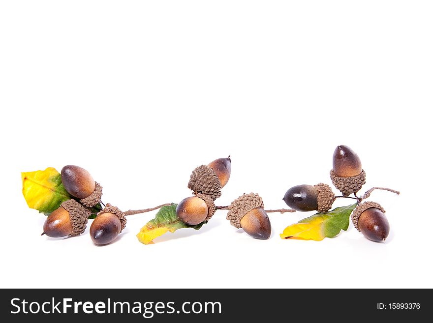 Autumn sprigs of acorns isolated on white background