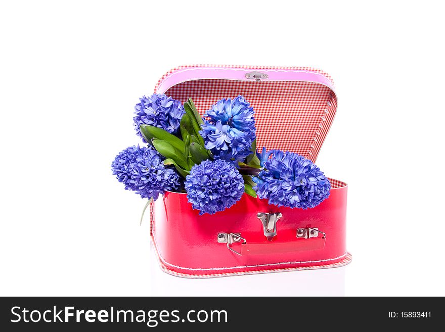 A bouquet of blue hyacinths decorated in a red pink trunk isolated over white