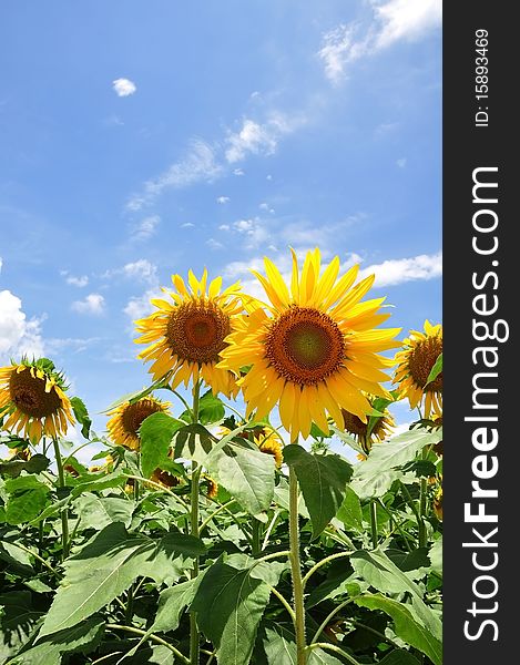 Yellow sunflower as blue sky